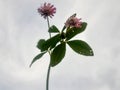 Persian clover (trifolium resupinatum) plant also known as egyptian clover and shaftal clover isolated on white. Royalty Free Stock Photo