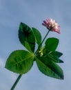 Persian clover young plant growing in spring season against blue sky background, botanically known as trifolium resupinatum.