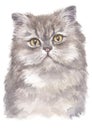 Water colour painting of Persian Longhair cat 005