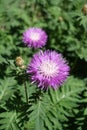 Persian cornflower in bloom in spring Royalty Free Stock Photo