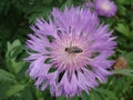 Persian cornflower violet flower with bee Royalty Free Stock Photo