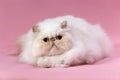 Persian cream point cat