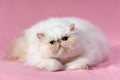 Persian cream point cat