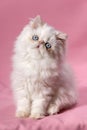 Persian cream point kitten