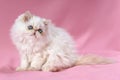Persian cream point kitten