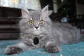 Persian cross kitten