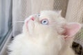 Persian Doll Face Chinchilla White Cat. Fluffy cute pet animal with blue eyes