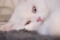 Persian Doll Face Chinchilla White Cat. Fluffy cute pet animal with blue eyes