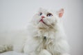 Persian Doll Face Chinchilla White Cat. Fluffy cute pet animal with blue eyes