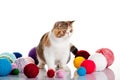 Persian exotic cat isolated with balls of different colours