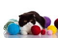 Persian exotic cat isolated with balls of different colours