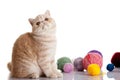 Persian exotic cat isolated with balls of different colours