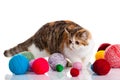 Persian exotic cat isolated with balls of different colours