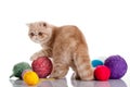 Persian exotic cat isolated with balls of different colours
