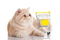 Persian exotic cat isolated with shopping trolly business concept Royalty Free Stock Photo