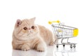 Persian exotic cat isolated with shopping trolly business concept Royalty Free Stock Photo