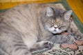 Persian exotic grey exo cat sleeping