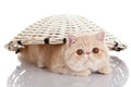 Persian exotic kitten under basket isolated animal