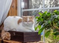 Exotic Shorthair, cat colour harlequin. A white and red young cat sleep on a windowsill