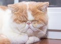 Persian exotic Shorthair, cat colour harlequin. A white and red young cat sleep on a wooden windowsill