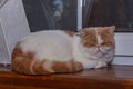 Persian exotic Shorthair, cat colour harlequin. A white and red young cat sleep on a wooden windowsill