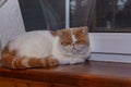 Persian exotic Shorthair, cat colour harlequin. A white and red young cat sleep on a wooden windowsill