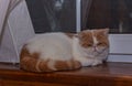 Persian exotic Shorthair, cat colour harlequin. A white and red young cat sleep on a wooden windowsill