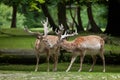 Persian fallow deer Dama dama mesopotamica Royalty Free Stock Photo