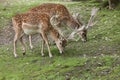 Persian fallow deer Dama dama mesopotamica Royalty Free Stock Photo