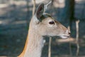 Persian fallow deer (Dama mesopotamica) Royalty Free Stock Photo