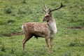 Persian Fallow Deer, dama mesopotamica, Male standing on Grass