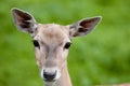 Persian fallow deer doe Royalty Free Stock Photo