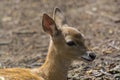 Persian fallow deer fawn in a forest ground