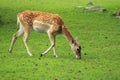 Persian fallow deer female Royalty Free Stock Photo