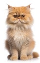 Persian Fluffy Cat sitting at the camera in front isolated of white background Royalty Free Stock Photo