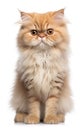 Persian Fluffy Cat sitting and looking at the camera in front isolated of a white background Royalty Free Stock Photo