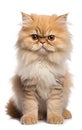 Persian Fluffy Cat sitting and looking at the camera in front isolated of a white background Royalty Free Stock Photo