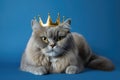 Persian fluffy gray cat wearing golden crown like a king laying on blue solid background. Fashion beauty for pets. Royal pleasure Royalty Free Stock Photo