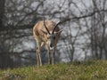 Persian gazelle closeup view