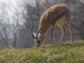 Persian gazelle closeup view