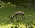 Persian gazelle Gazella subgutturosa. Baden Wuerttemberg, Germany