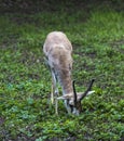 Persian gazelle Gazella subgutturosa