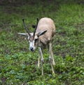 Persian gazelle Gazella subgutturosa