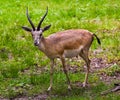 Persian gazelle Gazella subgutturosa browsing in a meadow