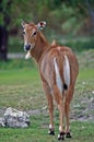 Persian Gazelle