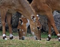 Persian Gazelle