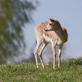 Persian gazelle on the hill