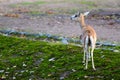 Persian gazelle