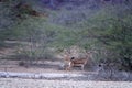 Persian gazelles Royalty Free Stock Photo