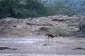 Persian gazelles Royalty Free Stock Photo